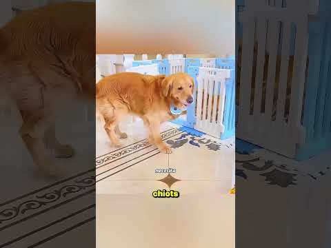 C'est le chien le plus intelligent que j'aie jamais vu #shortvideo