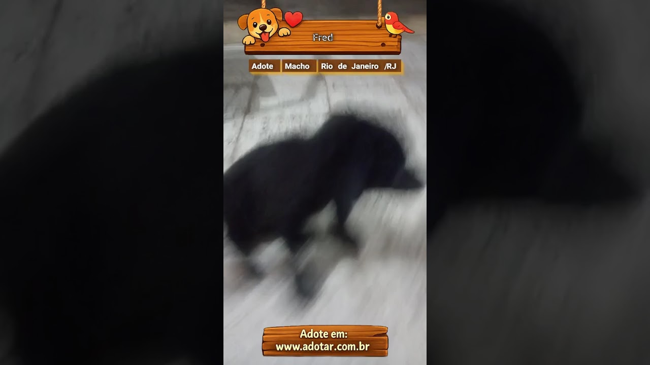 Cachorro raça SRD-ViraLata idade Abaixo de 2 meses nome Fred