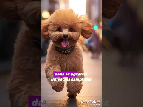 Toy Poodle Özellikleri ve Uyumluluğu