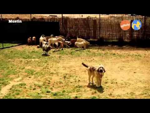 Elige tu raza-  Mastin - Más que perros y gatos 3 | Fundación Affinity