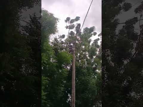 así estuvo el clima hoy en la hermosa bosconia César