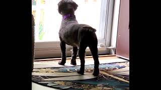 Video preview image #1 Shih Tzu Puppy For Sale in Mount Laurel, NJ, USA
