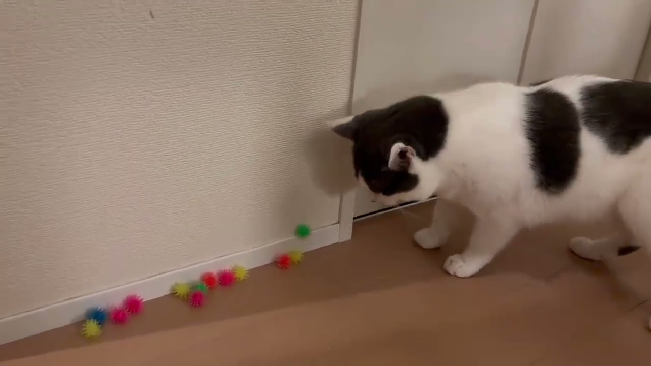 うにvsねこ