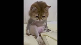 Download lagu kacian di gunduli kamu  #kucing #kucinglucu #cat #catlove #catcute #kitten #anabul #anabullover #pet mp3