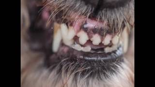 Black Mass - Hive Mind