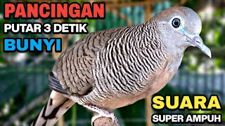 Download lagu Perkutut Lokal Gacor Suara Besar Pancingan Burung Perkutut Agar Cepat Bunyi. mp3 Download lagu Perkutut Lokal Gacor Suara Besar Pancingan Burung Perkutut Agar Cepat Bunyi. mp3