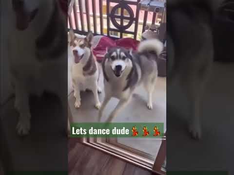 Siberian Husky | Happy Dog #siberianhusky #husky #huskylovers #happydog #dance