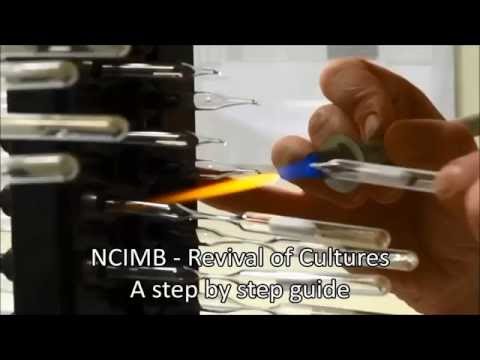 NCIMB Revival of cultures from glass ampoules