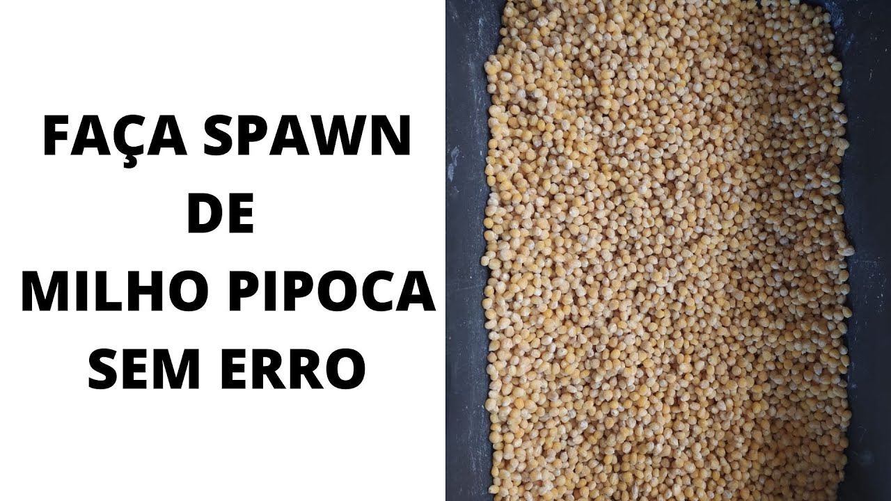 Como preparar SEMENTE DE COGUMELO (spawn) de milho pipoca??