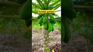 Download lagu Kates nya gemandul #viral #farming #shortvideo #gardening #plants #fruit #kates #shorts mp3