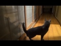 Video 'Cat knocks on door'
