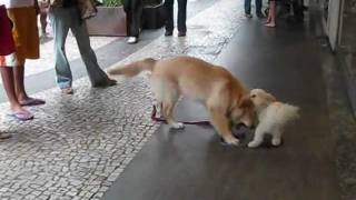 preview picture of video 'Sushi, a bichon-poodle, having fun in  Rio de Janeiro'
