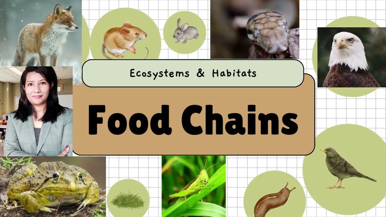 Food Chains