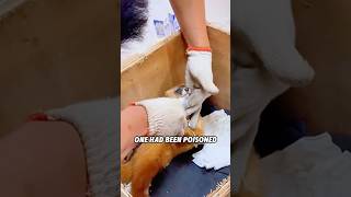 🙏✨Man&#39;s Kind Act Saves His Own Life! ❤️#animals #pets #lovestory #rescue #marten