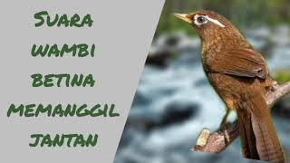 Download lagu Suara wambi betina memanggil jantan. pancingan wambi jantan agar gacor. Bird Garrulax canorus HwaMei mp3