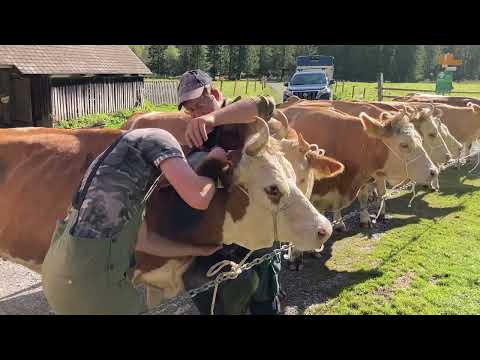 Alpabfahrt der Familie Ryter aus Kandergrund