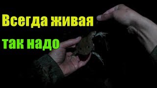 Ссылка