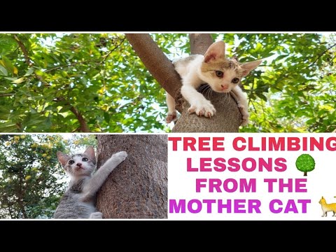 TREE CLIMBING LESSONS FROM THE MOTHER CAT 🌳🐈💙 / Importance of CLAWS 🐾