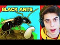 I made an Black Carpenter Ant Colony in Ant Life V2 [beta testing]