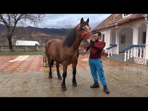 Caii lui Colle de la Rusor, Hunedoara - 2021 Nou!!!