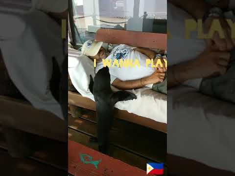 Cute, lovable, loyal, animal ( sea lion)