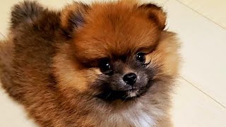 生後3ヶ月のぽんすけ、おすわりできるかな【ポメラニアン】