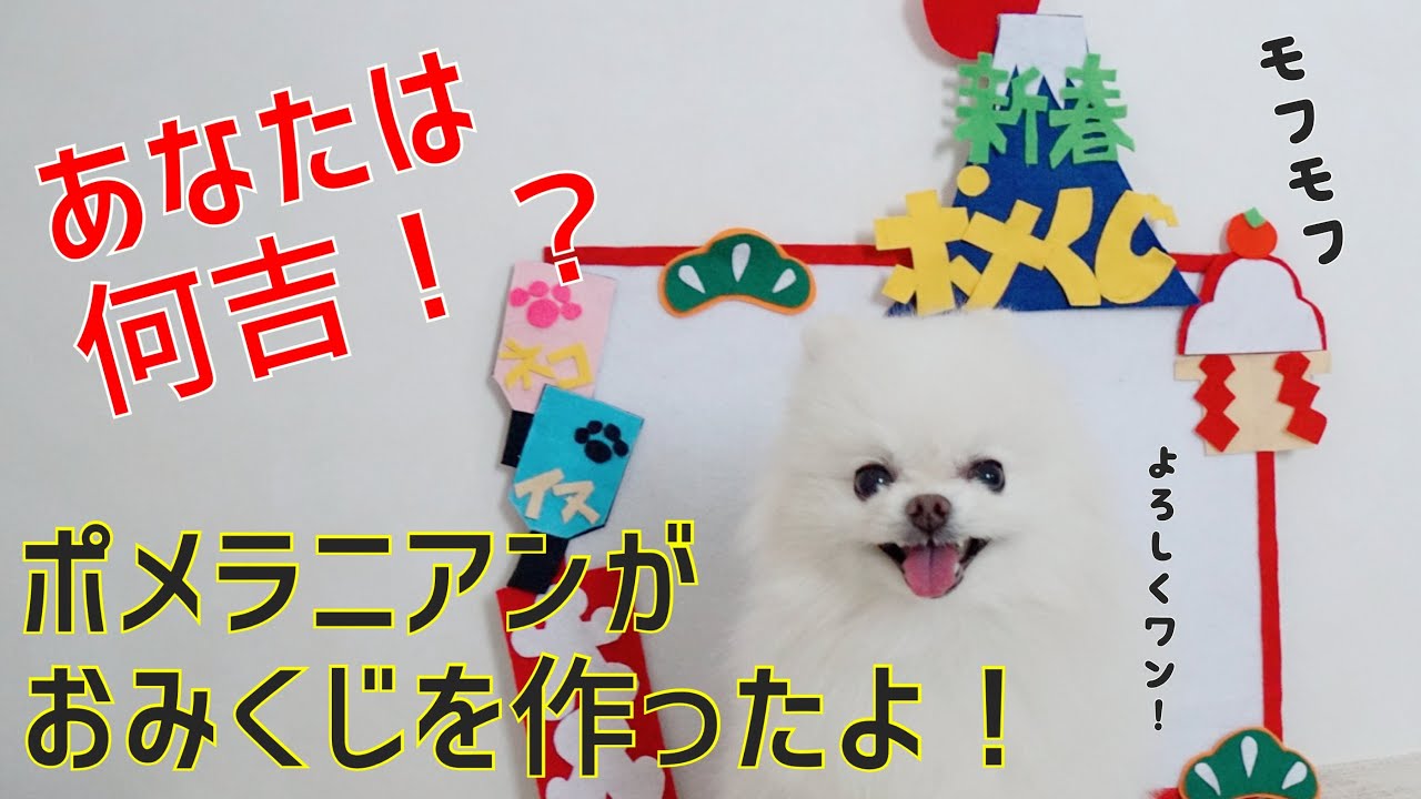【新春】ポメラニアンがおみくじ作ってみたよ！【あけましておめでとう】