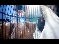 Siulan Burung Falk Kalau Kau Suka Hati Buat Pancingan Biar Gacor
