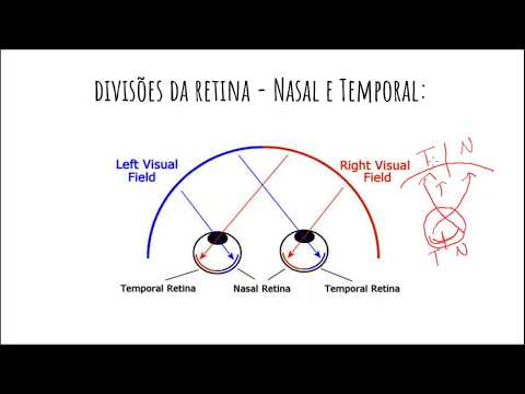 Anatomia da Visão 2 - Lesões Visuais