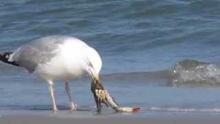 preview picture of video 'Herring Gulls with Blue Claw Crab at Strathmere, New Jersey'