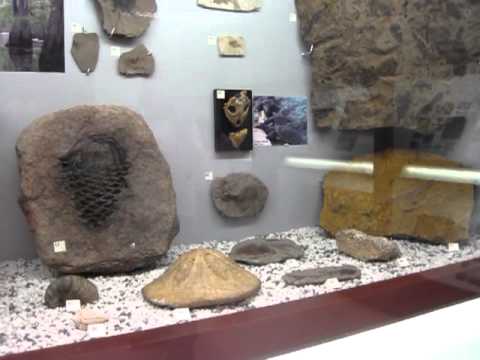 chlupacovo muzeum kenozoikum