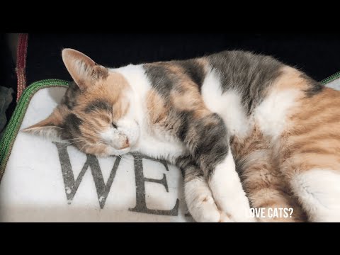 My Cats in Their Little Magical Worlds.