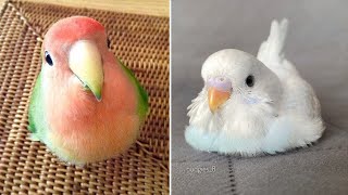 Smart And Funny Parrots Parrot Talking Videos Compilation (2024) - Cute Birds #1