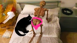 NEW FUNNY ANIMALS 😅 FUNNIEST CATS AND DOGS VIDEOS 2023 Part 5