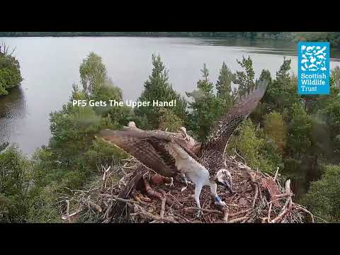 Young Osprey Duke It Out! - (Loch of the Lowes Webcam 2023)