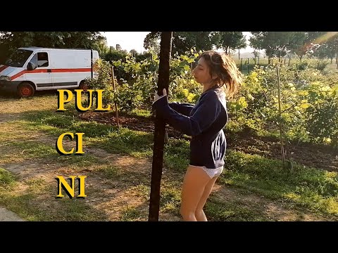 LUPI NEGVI - COMPRIAMO I PULCINI