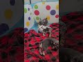 French Bulldog dogs for sale: Finley - Video 1