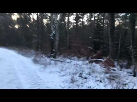 Ich treffe Jojoja Bleichborke im Wald 🌳