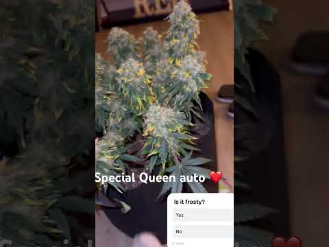 How to grow Autoflower seed to harvest (organic grow). #educationalvideo #gardening #plants #organic