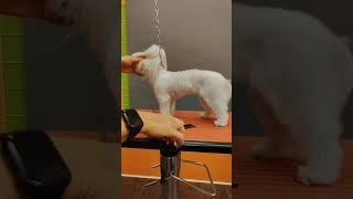 Consigli per un corretto utilizzo della forbice sfoltente