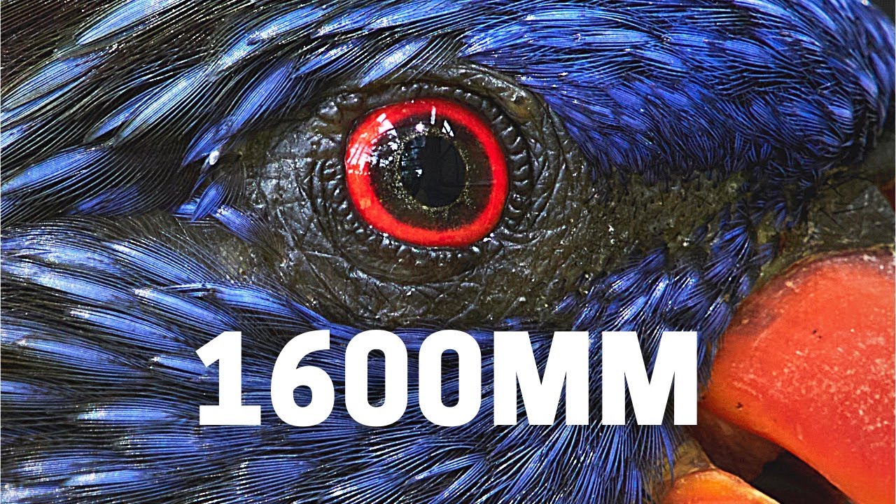 Watch video 1600mm MASSIVE ZOOM! Olympus 100-400mm With MC-20 Teleconverter Now 1600mm MASSIVE ZOOM! Olympus 100-400mm With MC-20 Teleconverter