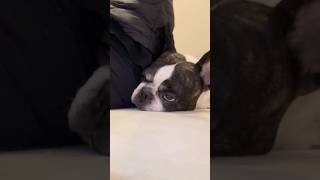 愛犬に取られました