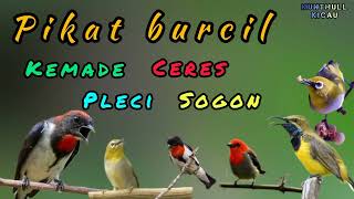 Download lagu Pikat burcil|| Suara burung pleci, kemade, ceres, dan sogon. mp3 mp3