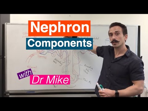 Nephron Components | Renal System