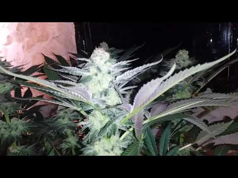 download lagu mp3 mp4 Thug Pug Genetics, download lagu Thug Pug Genetics gratis, unduh video klip Thug Pug Genetics