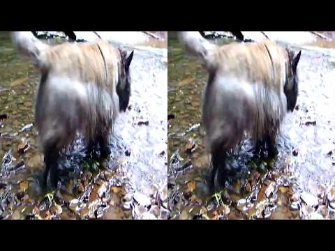 Stax at Gulley Park stream (3D Unexceptable mkv format)