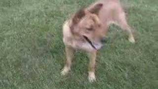 PFR - Goldie&#39;s Last Day