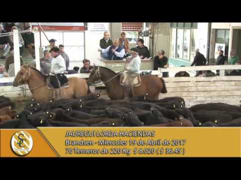 19-04-17 Venta de Machos - Jauregui Lorda - Brandsen.