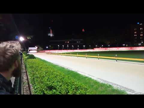 I was enjoying a super fast greyhound racing at a city racing track