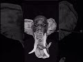 Elephant makeup #makeup #makeuptransformation #makeuptrends #sfxmakeup #elephant #makeupartist